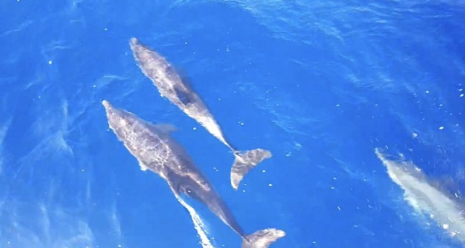 Akdeniz’de yunusların dansı