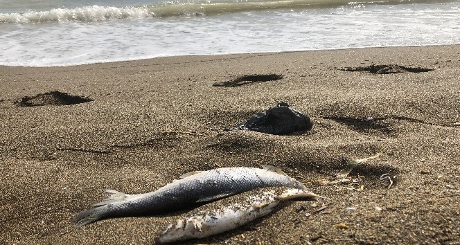 Hatay’da sahile çok sayıda ölü balık vurdu