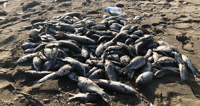 Toplu balık ölümlerine çamur akan Asi Nehri neden olmuş