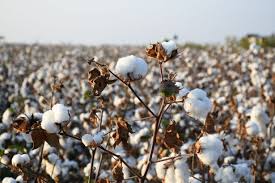 PAMUK DESTEKLEMELERİ ÖDENİYOR