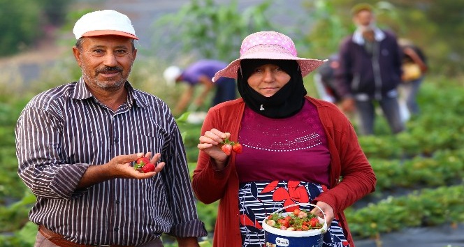 Yayladağı çileği Suriyeli Türkmenlerin ekmek kapısı oldu