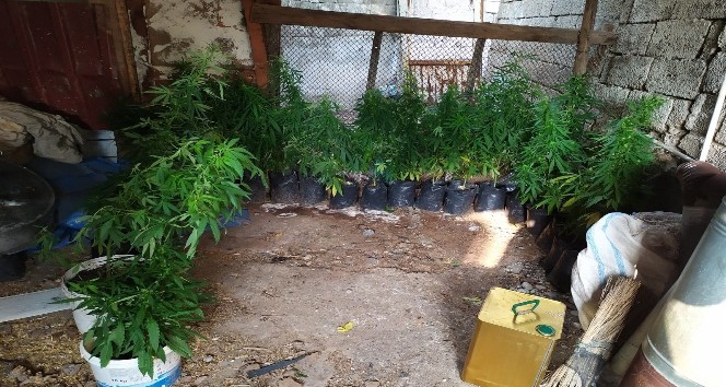 Naylon branda altında uyuşturucu yetiştirdi: 1 gözaltı