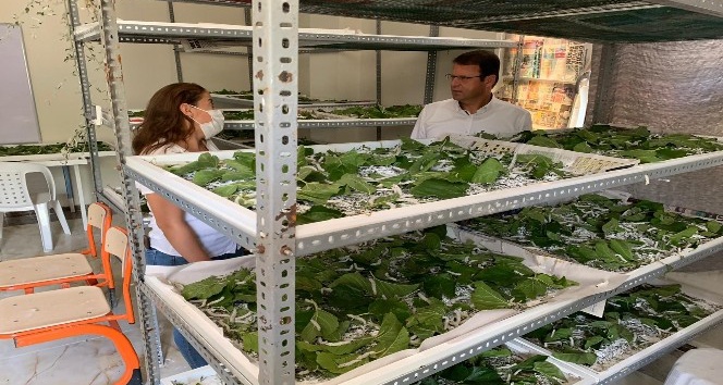 Eryılmaz “İpek böcekçiliği yapmak isteyenlere kapımızı açacağız”