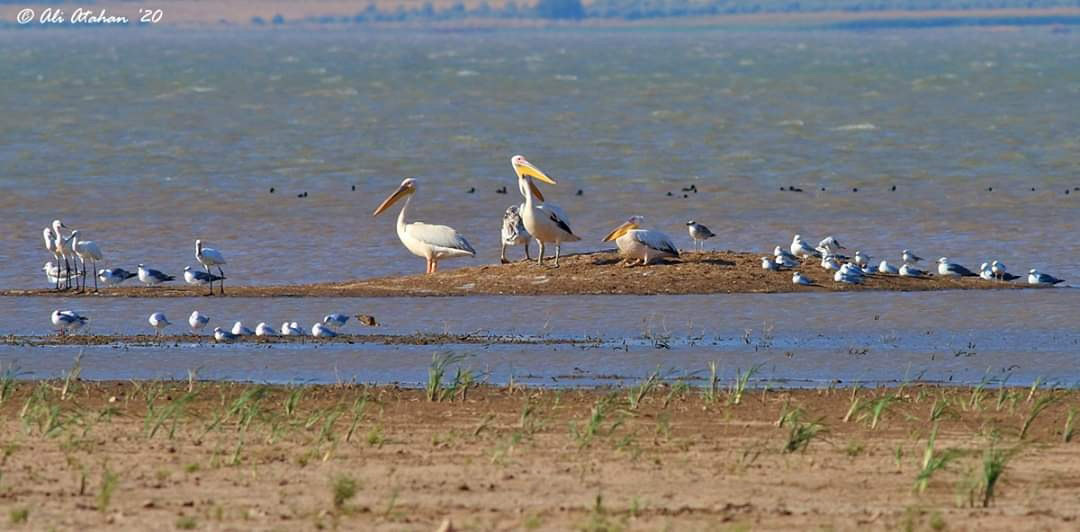 REYHANLI BARAJI GÖÇMEN KUŞLARA EV SAHİPLİĞİ YAPMAYA BAŞLADI