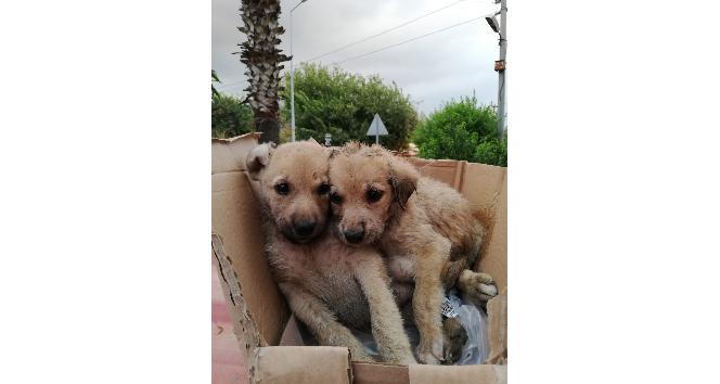 Kanala düşen yavru köpeklerin yardımına itfaiye koştu