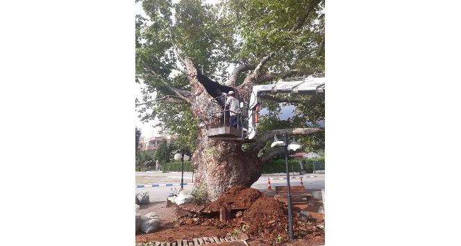 600 yaşındaki tarihi çınar ağacı tedavi edildi