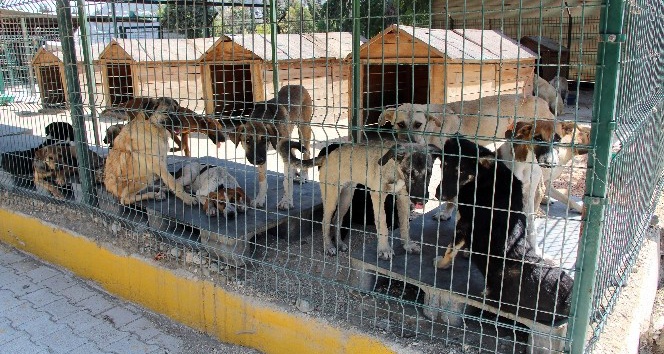 Hayvan barınağında işkence iddialarına yalanlama
