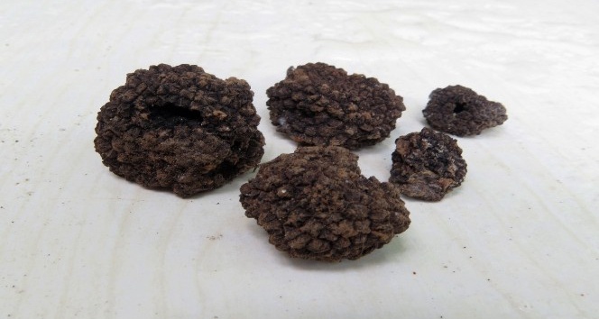 Amanos Dağlarında dünyanın en pahalı “trüf” mantarını buldular