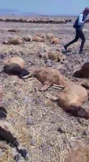 Kumlu’da içtiği sudan zehirlenen 150 koyun telef oldu