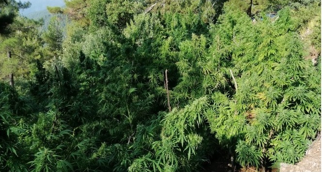 Hatay’da 39 bin kök kenevir ele geçirildi