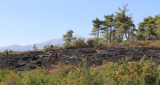 Suriye sınır hattında orman yangını