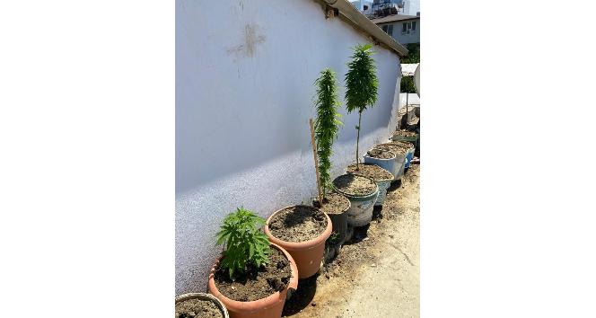 Samandağ’da Hint keneviri ve esrar ele geçirildi