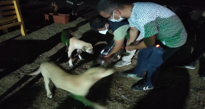 Samandağ’da sokak hayvanları ‘HAYDİ’ ile mutlu