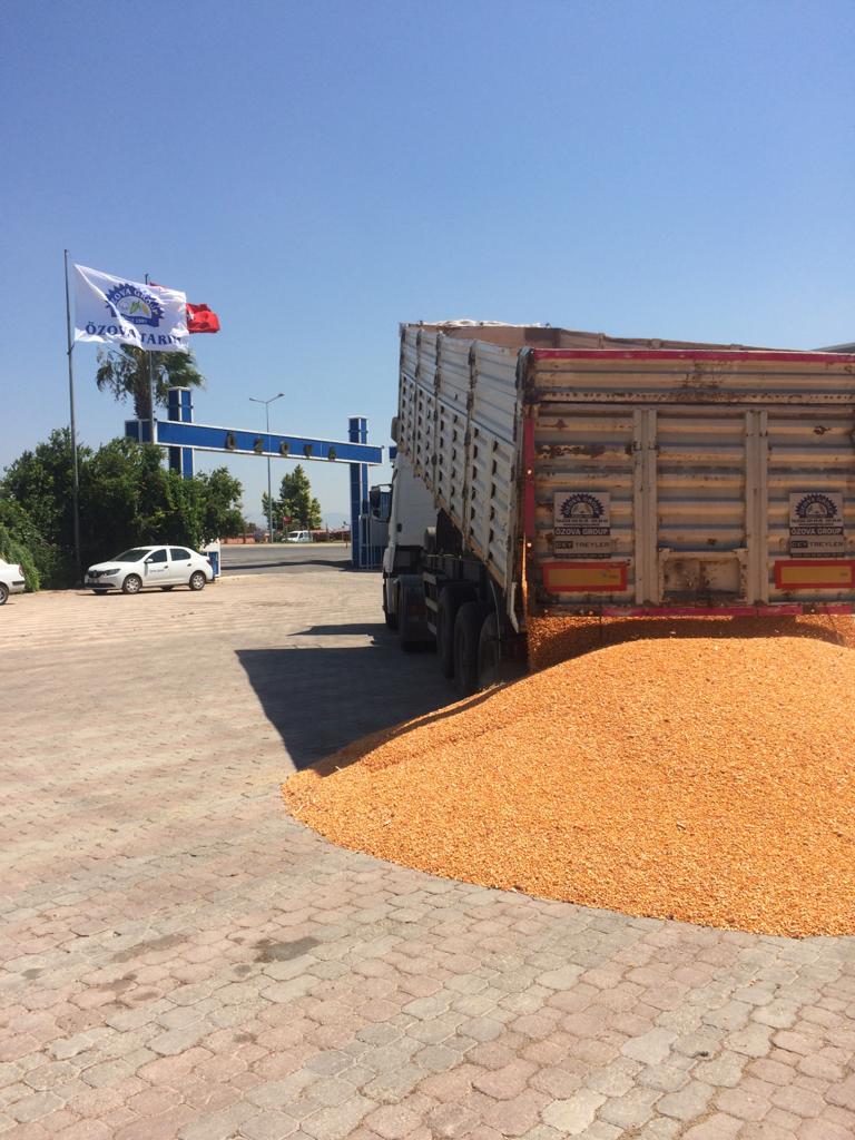 GELENEK DEĞİŞMEDİ   İLK MISIRI ÖZOVA GROUP ALDI     