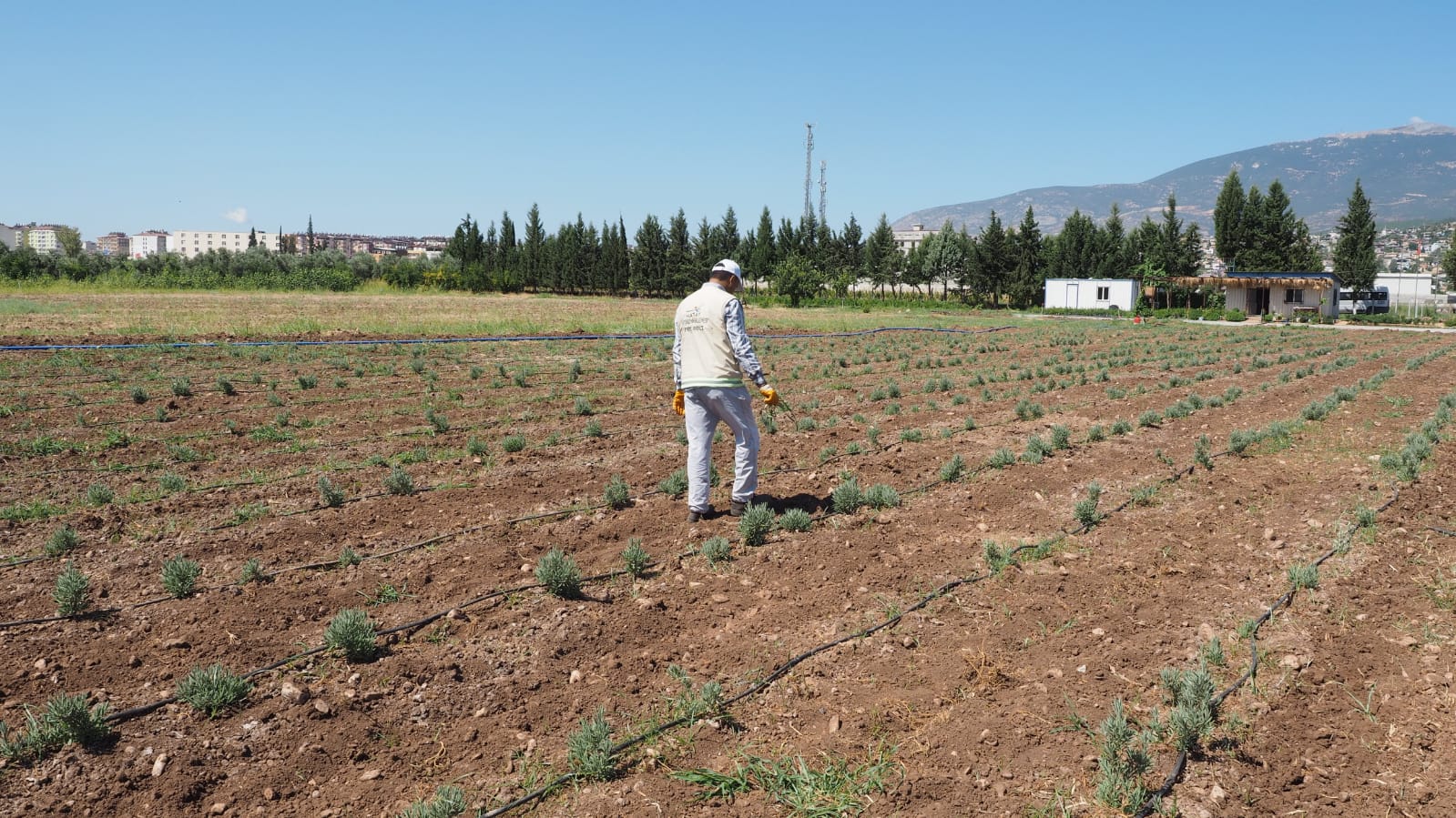 KIRIKHAN’DA TARIM ÜRÜNLERİ DEĞER KAZANIYOR