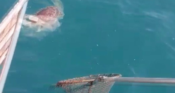 Misina ve poşete dolanan caretta caretta kurtarıldı