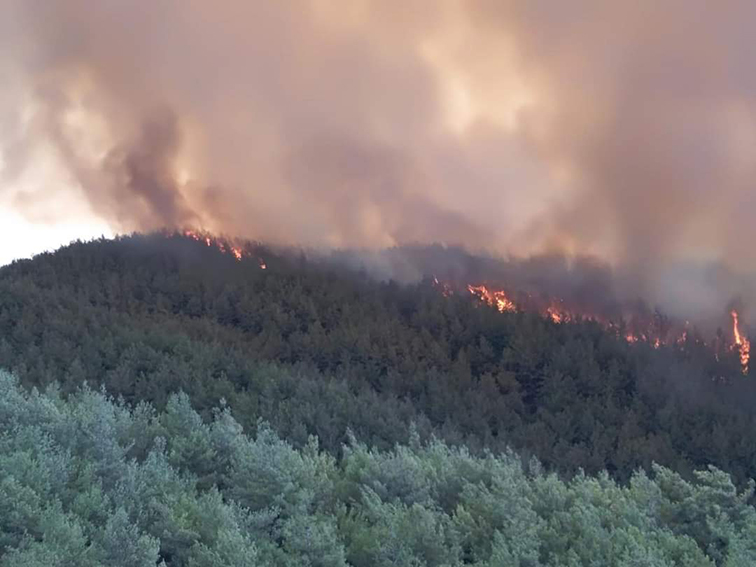 “ORMANLAR GİBİ BİZ DE YANGINLA YAŞAMAYA UYUM SAĞLAMALIYIZ”
