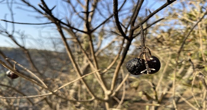Hatay’da zeytin ağaçları kül oldu