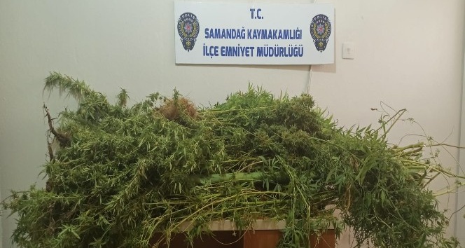 Evin banyosunu kenevir bahçesine dönüştürmüş