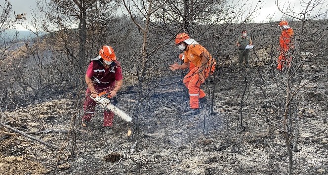 Hatay’da yanan ormanlık alana fidan dikmeyin uyarısı