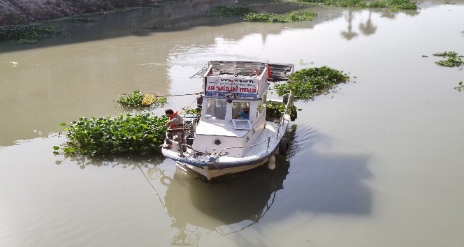 Hatay’da su sümbülleriyle mücadele sürüyor