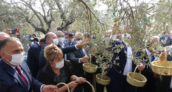 Hatay’da temsili zeytin hasadı