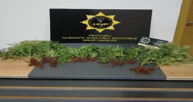 Saksılara ekili 40 kök kenevir bitkisi ele geçirildi