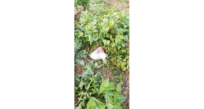 Hatay’da tarlada uyuşturucu ele geçirildi