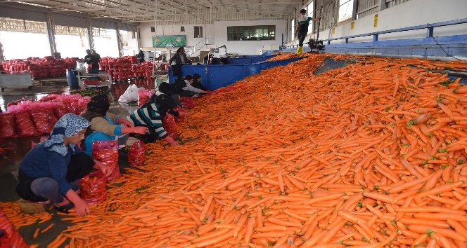 Kırıkhan Havucunun Hasadı Sürüyor