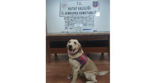 950 paket kaçak sigara ele geçirildi