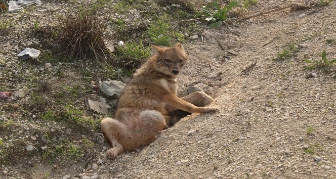 Hatay’da yol kenarında yaralı tilki bulundu