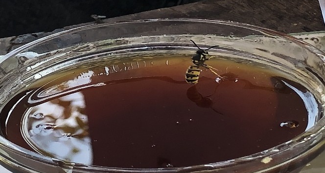 Hatay’ın şifa kaynağı: “Püren balı”