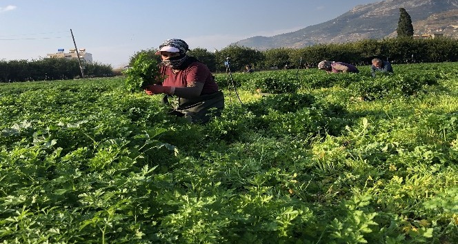Hatay maydanozuna korona engeli