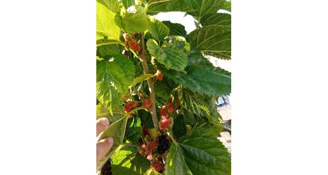 Mevsimi şaşıran dut ağacı kış ayında meyve verdi