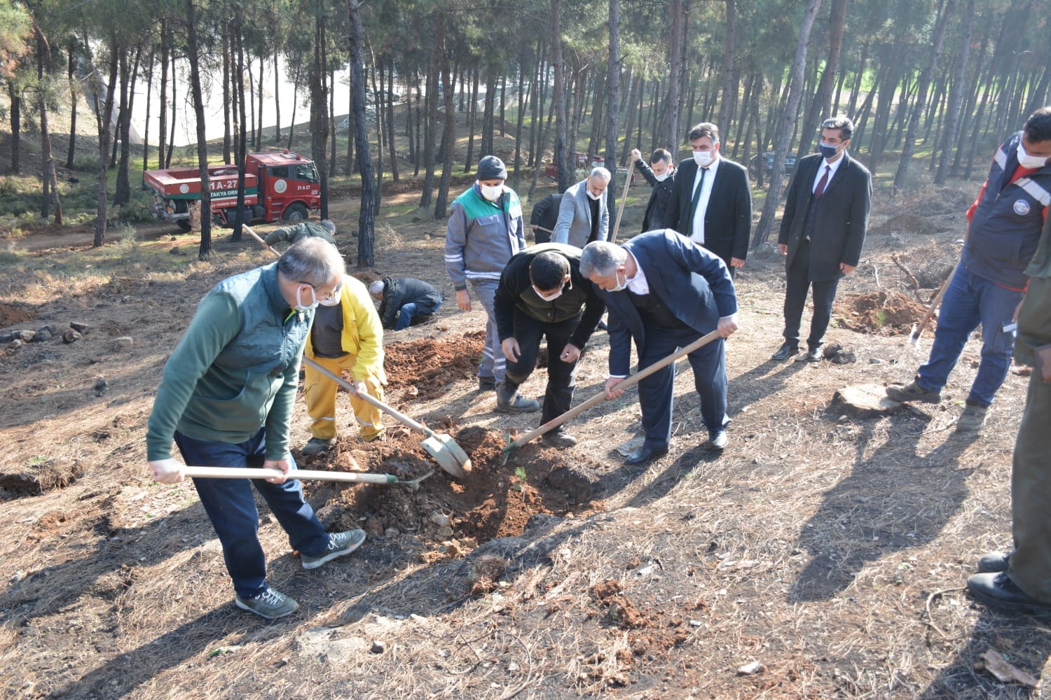 5000 ADET  FISTIK ÇAMI AĞACI EKİLDİ