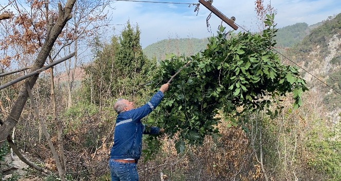 Amanoslarda teleferikli defne yaprağı hasadı