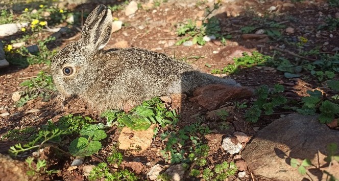 Sürünerek yürümeye çalışan yavru tavşan tedavi altına alındı