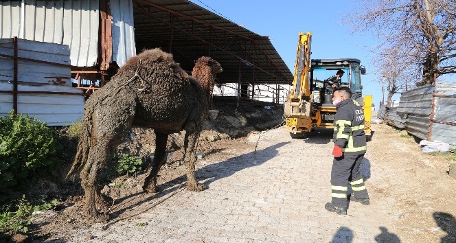 Hatay’da deve kurtarma operasyonu