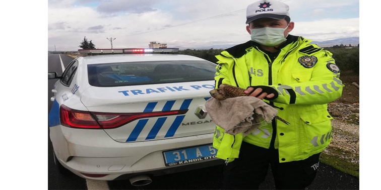 Trafik ekibi yol kenarında yaralı atmaca buldu