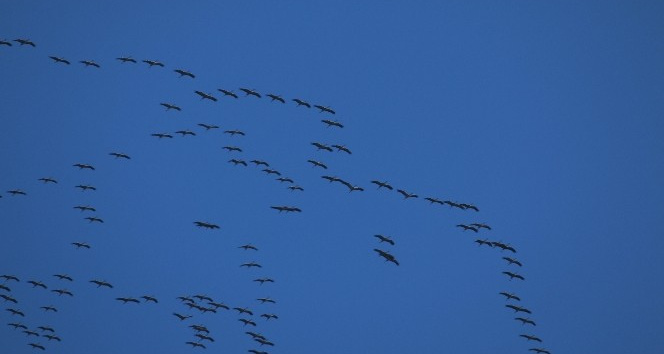 Göç Eden Turnalar Hassa’da Görüntülendi