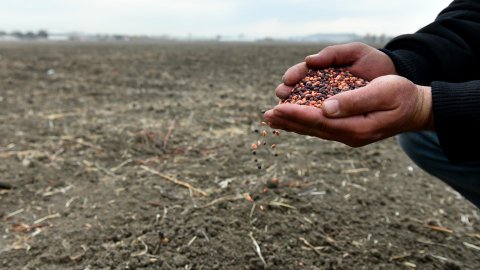 Çiftçilere Devlet Destekli Yem Bitkisi Tohumu Dağıtılacak