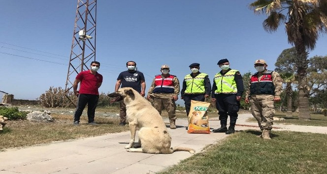 Jandarma tam kapanmada sokak hayvanlarını unutmadı