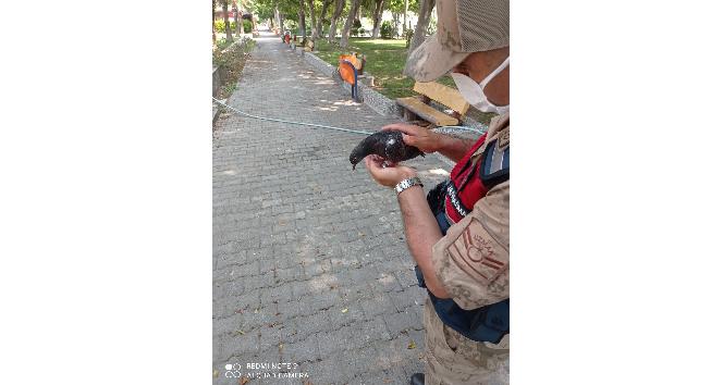 Kedinin saldırısına uğrayan güvercini jandarma kurtardı