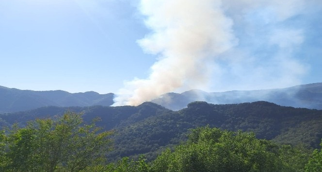 Hatay’da orman yangını