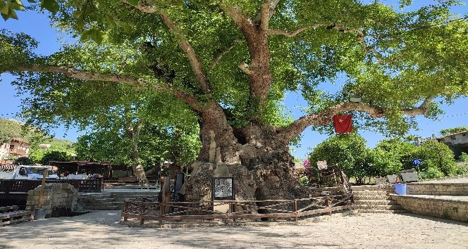 3 bin yıllık “Musa ağacı” pandemide sessizliğe büründü