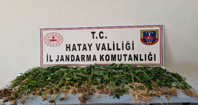 Devriye atan jandarma ekibi, zeytinlikte Hint keneviri buldu