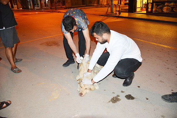 BAŞKAN YAVUZ SOKAK HAYVANLARININ AŞILARINI YAPTIRDI.