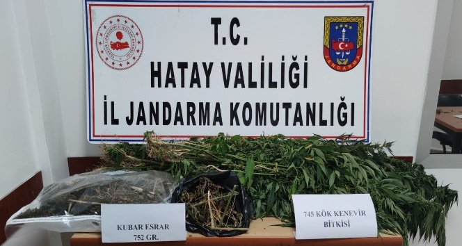 Hatay’da kenevir operasyonu