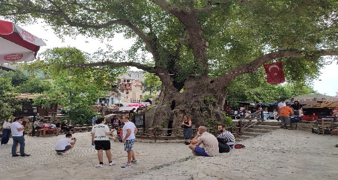 “Musa Ağacı”na ziyaretçi akını