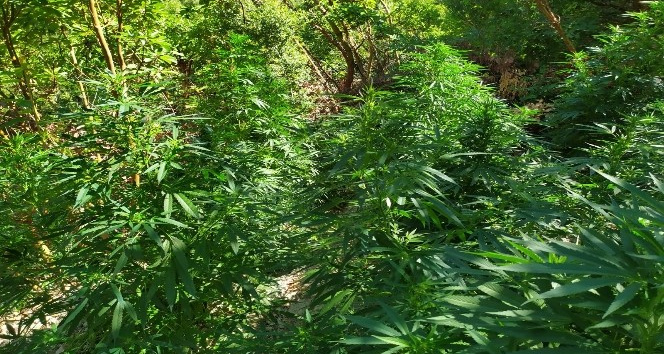 Samandağ’da bin 133 kök Hint keneviri bitkisi ele geçirildi